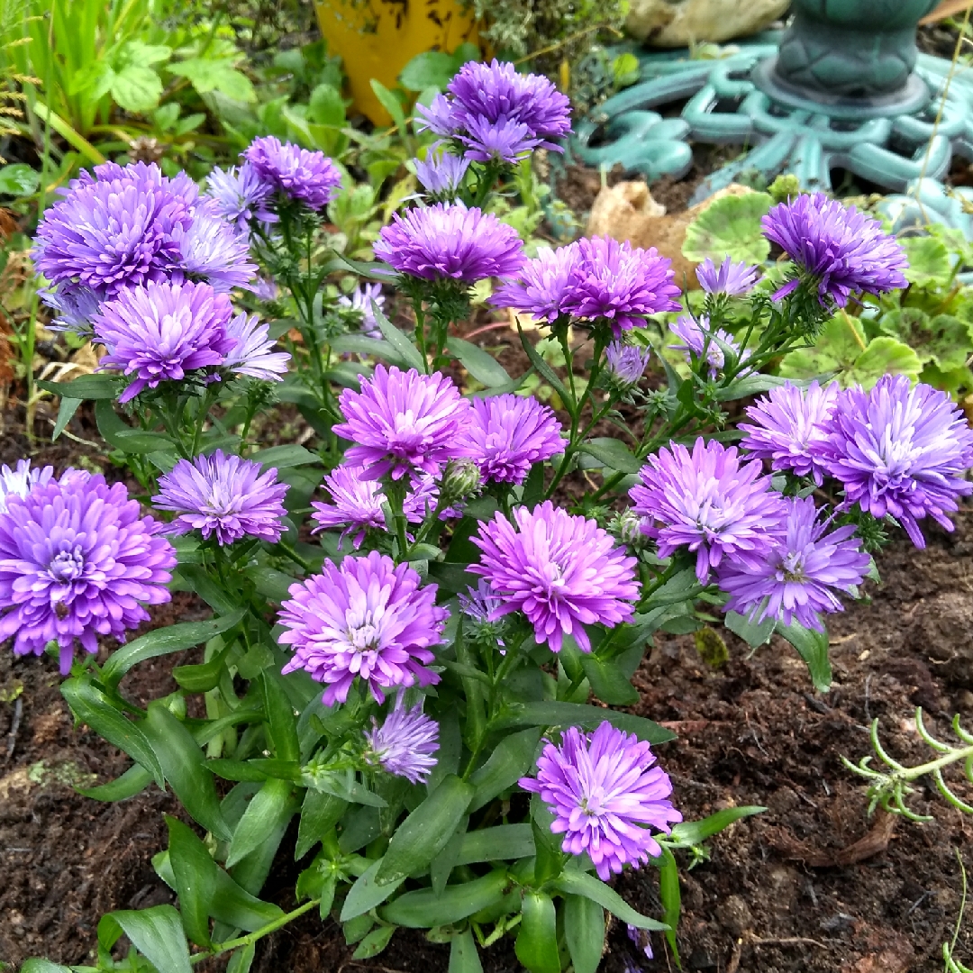 Aster Victoria in the GardenTags plant encyclopedia Aster Victoria in the GardenTags plant encyclopedia