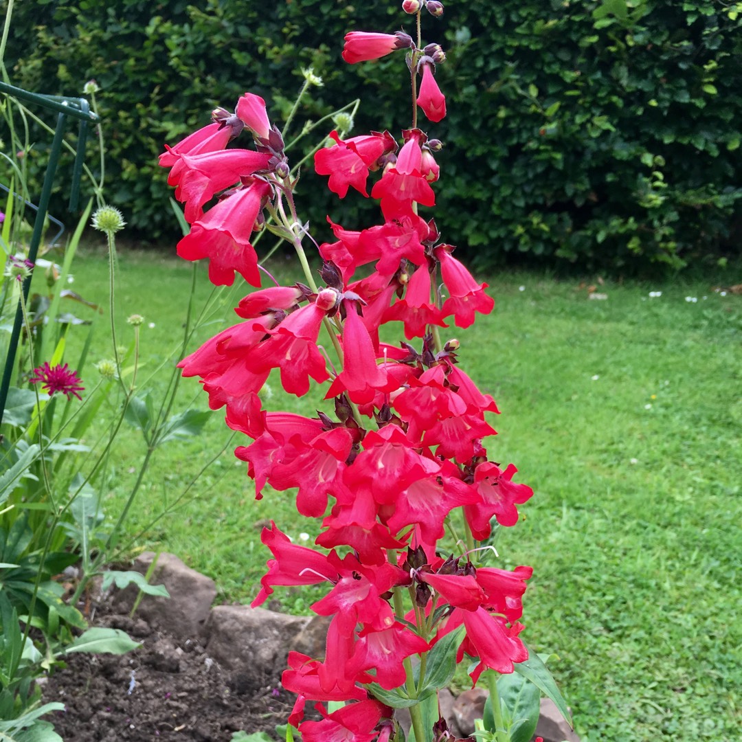 Penstemon barbatus Cambridge in the GardenTags plant encyclopedia Penstemon Cambridge in the GardenTags plant encyclopedia