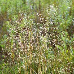 Deschampsia cespitosa in the GardenTags plant encyclopedia Tufted hair grass in the GardenTags plant encyclopedia