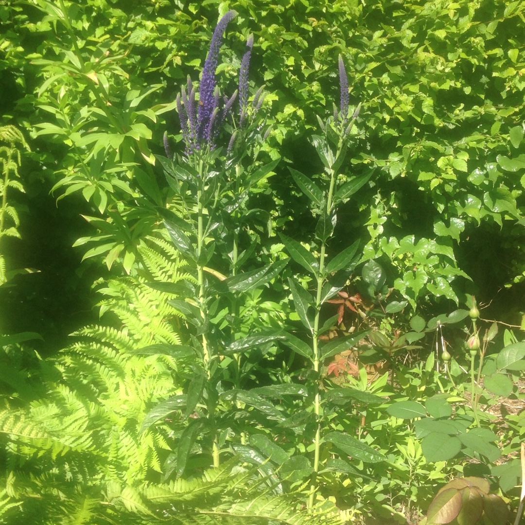 Veronica longifolia Marietta in the GardenTags plant encyclopedia Long-Leaf Speedwell Marietta in the GardenTags plant encyclopedia