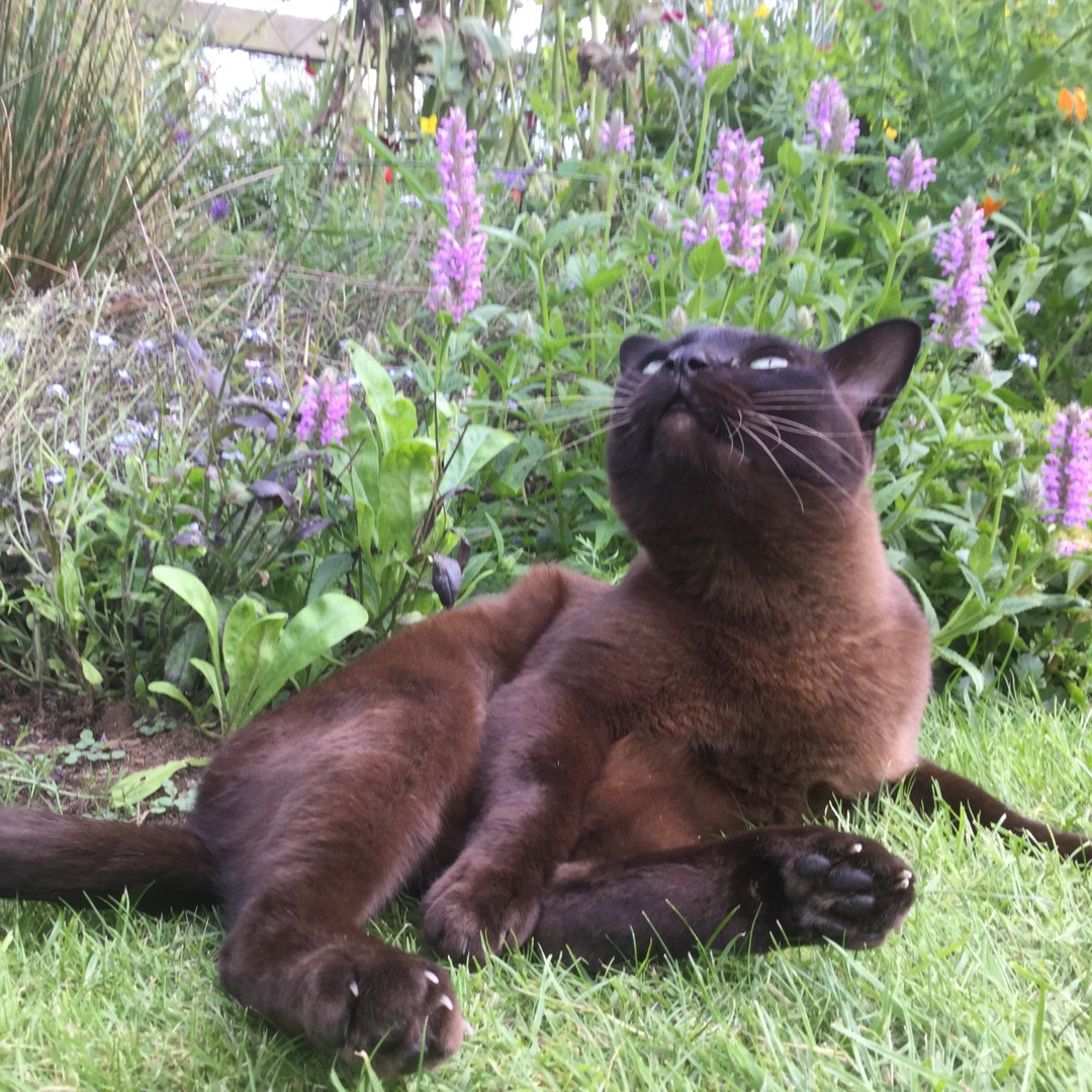 Nepeta nervosa Pink Cat in the GardenTags plant encyclopedia Pink Cat Catmint in the GardenTags plant encyclopedia
