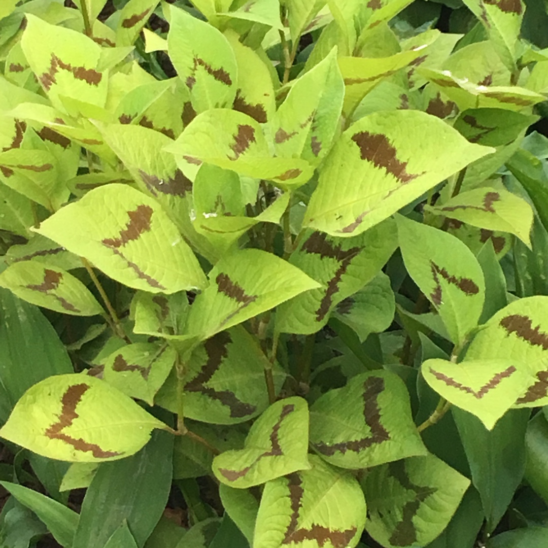Persicaria virginiana Lance Corporal in the GardenTags plant encyclopedia Persicaria Lance Corporal in the GardenTags plant encyclopedia