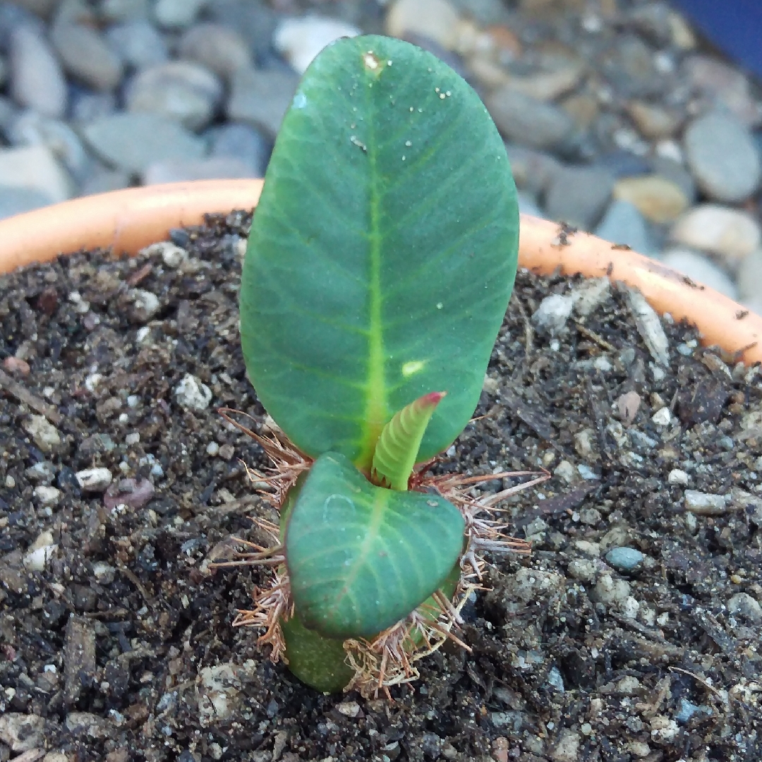Euphorbia neohumbertii in the GardenTags plant encyclopedia Euphorbia neohumbertii in the GardenTags plant encyclopedia