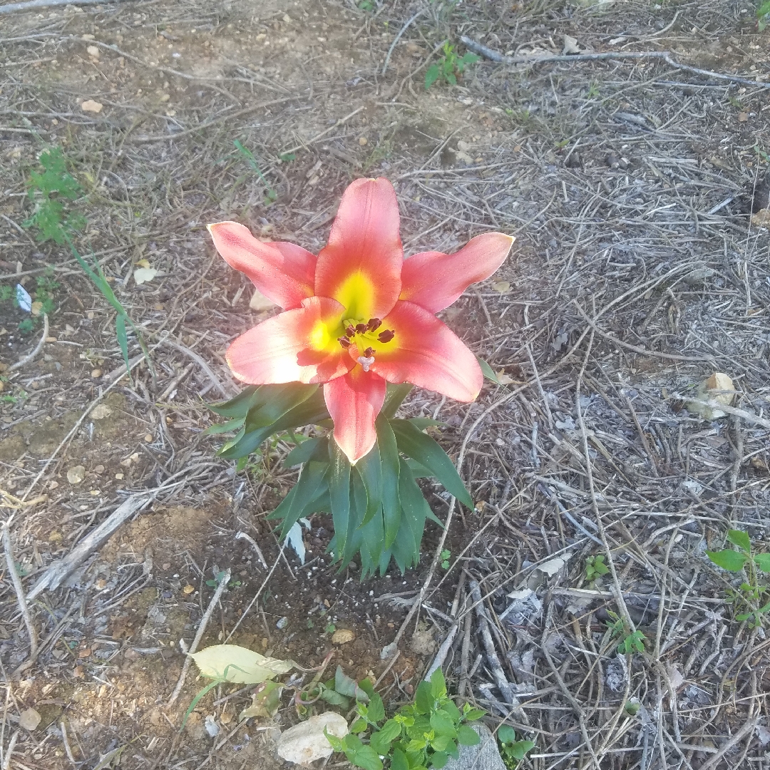 Lilium Satisfaction in the GardenTags plant encyclopedia Lily Satisfaction (Other) in the GardenTags plant encyclopedia
