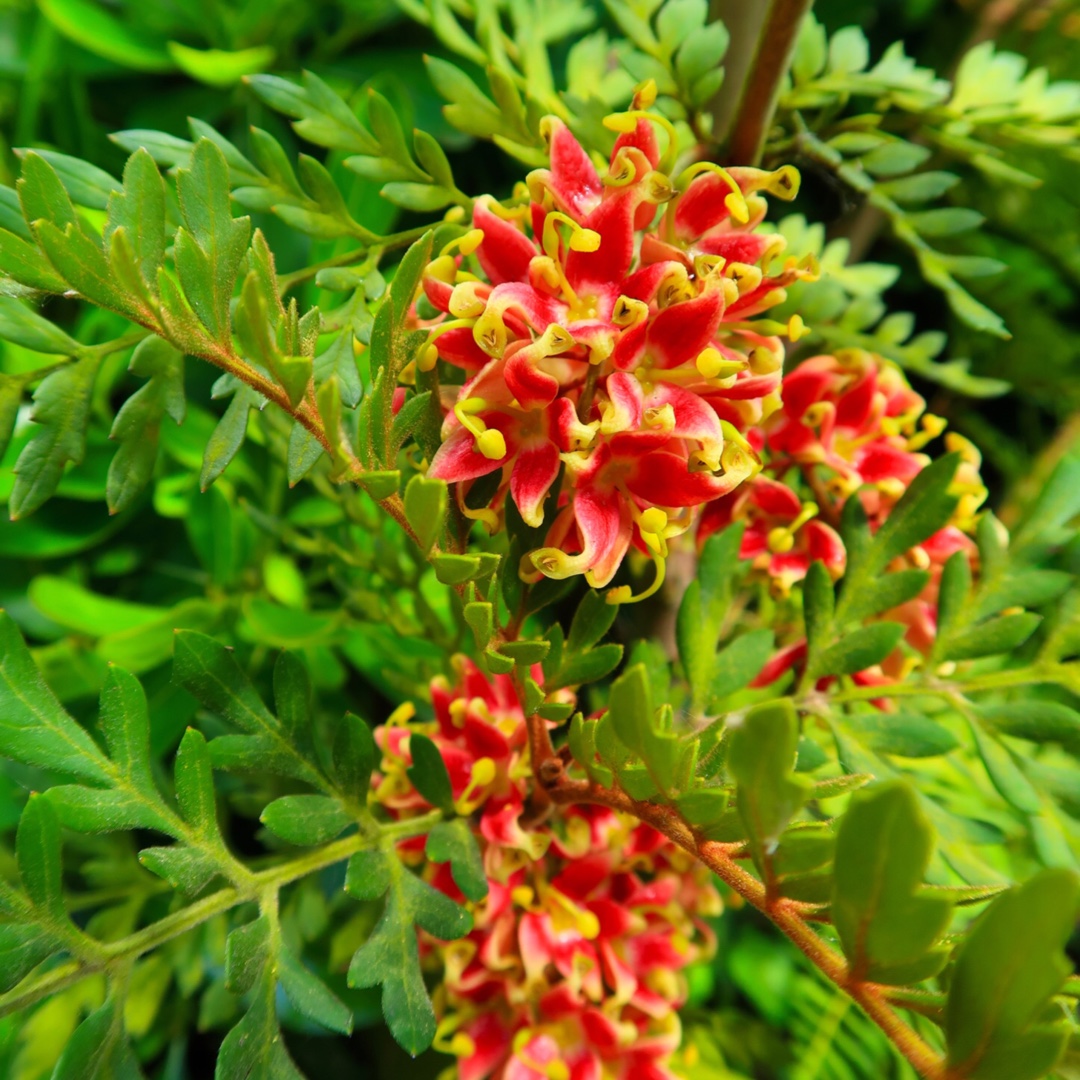 Lomatia ferruginea in the GardenTags plant encyclopedia Fuinque in the GardenTags plant encyclopedia