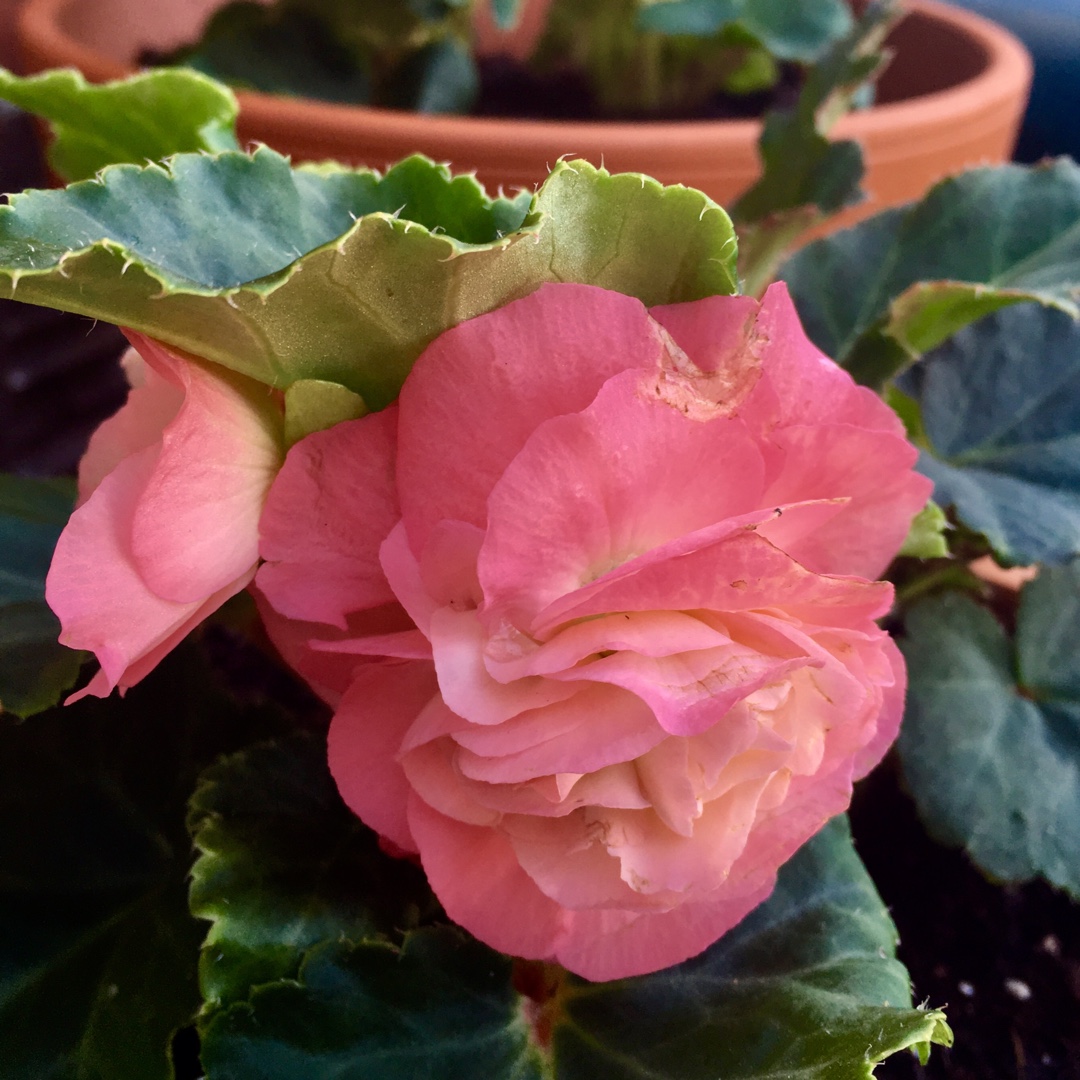 Begonia Nonstop Pink (Nonstop Series) in the GardenTags plant encyclopedia Tuberous Begonia Nonstop Pink in the GardenTags plant encyclopedia