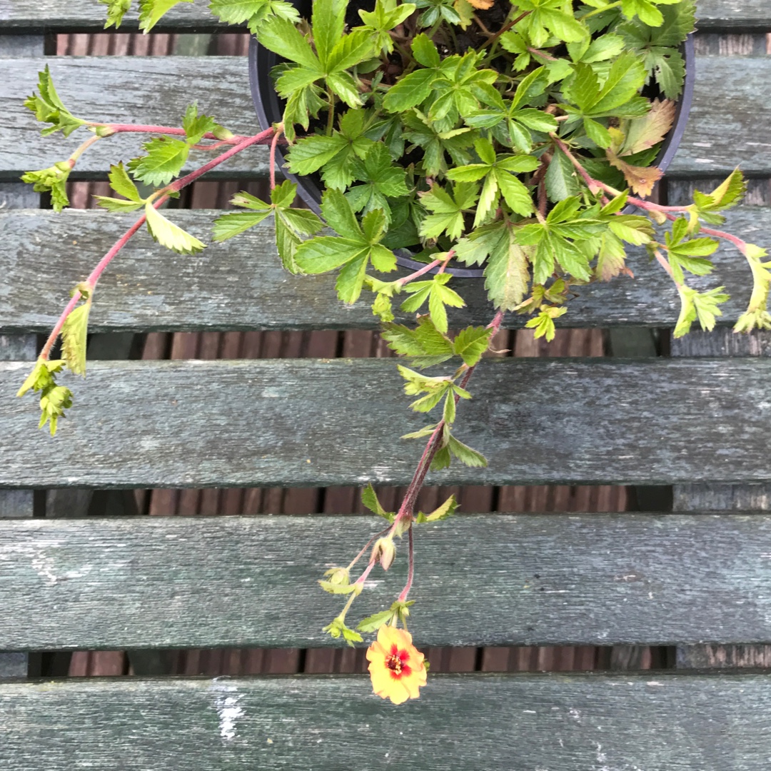 Potentilla x tonguei in the GardenTags plant encyclopedia Staghorn Cinquefoil in the GardenTags plant encyclopedia