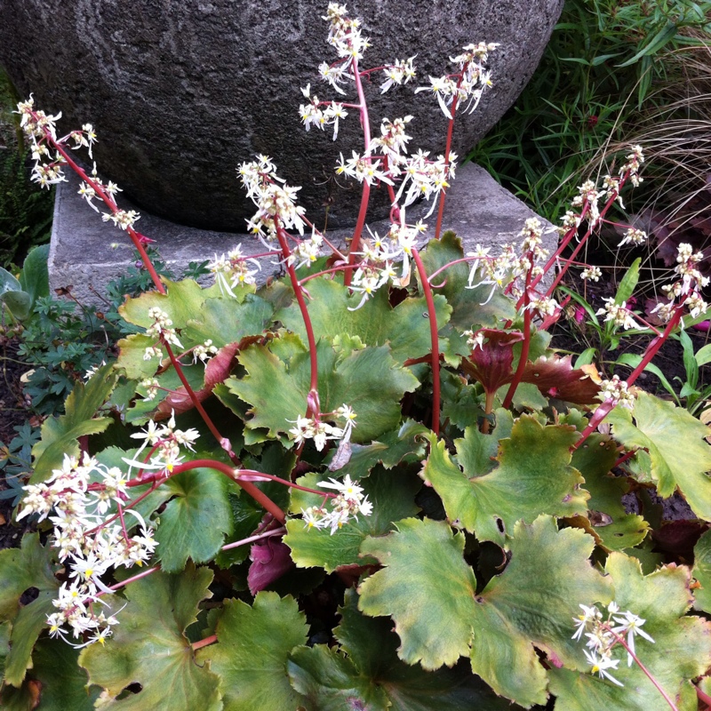 Saxifrage fortunei in the GardenTags plant encyclopedia