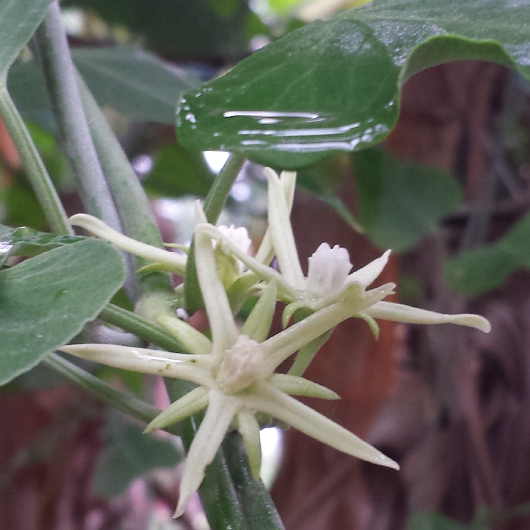 Morrenia odorata in the GardenTags plant encyclopedia Milk Weed Vine in the GardenTags plant encyclopedia