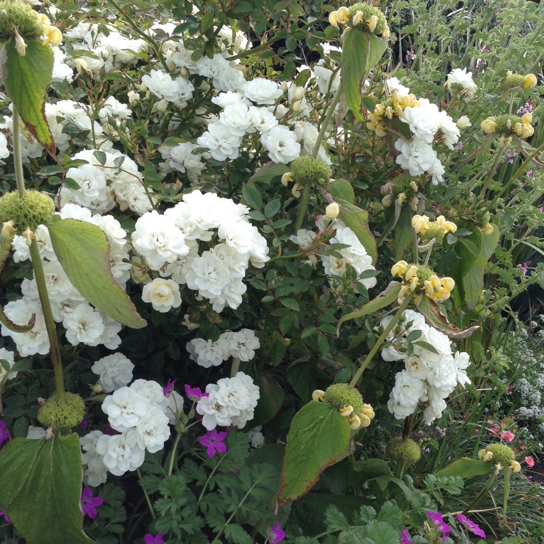 Rosa Kent syn. Rosa Sparkler, Rosa Pyrénées, Rosa White Cover in the GardenTags plant encyclopedia Rose Kent in the GardenTags plant encyclopedia