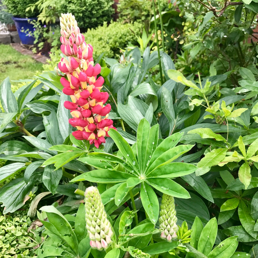 Lupinus Tequila Flame in the GardenTags plant encyclopedia Lupin Tequila Flame in the GardenTags plant encyclopedia
