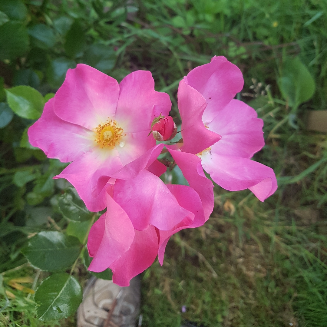 Rosa Summer Breeze in the GardenTags plant encyclopedia Rose Summer Breeze in the GardenTags plant encyclopedia