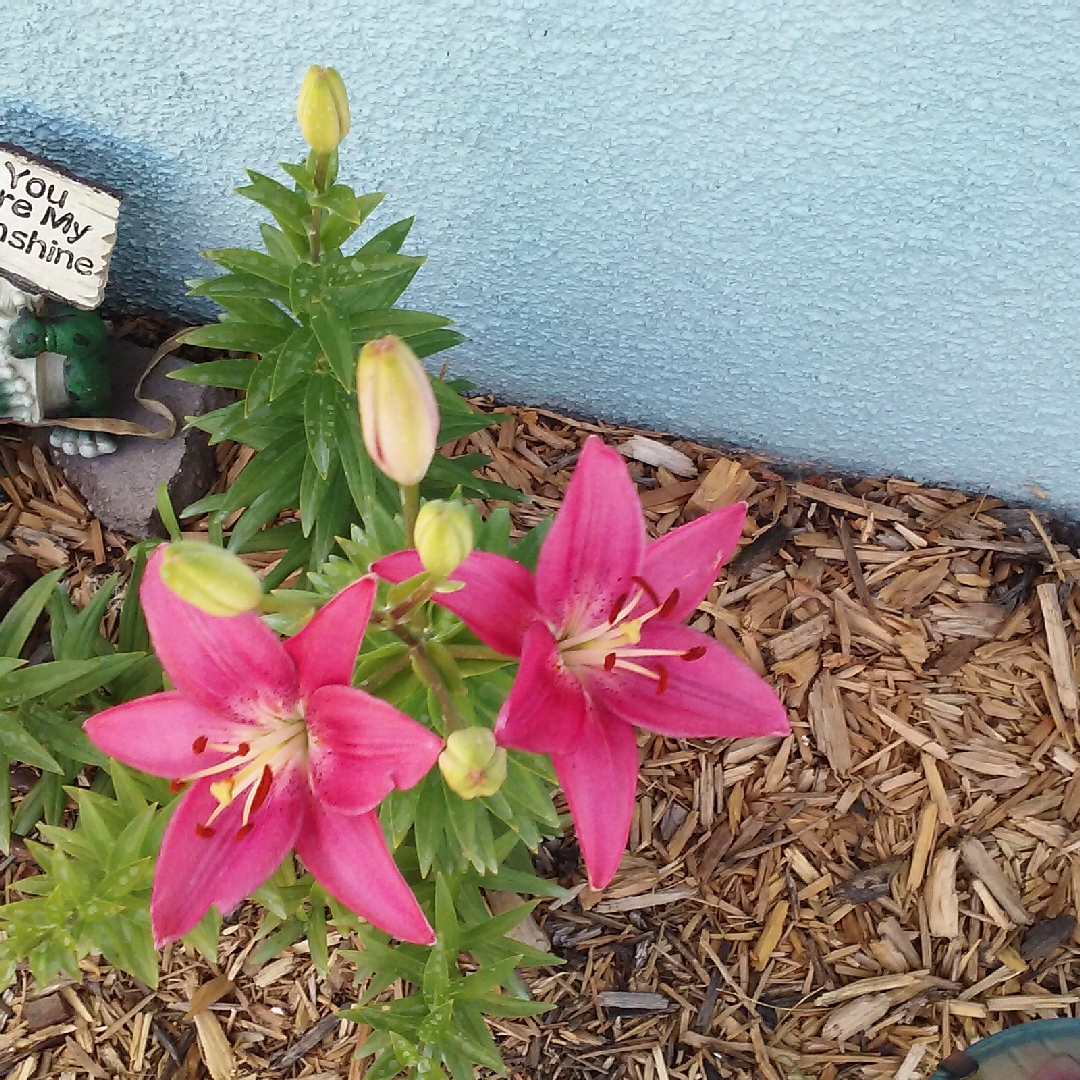 Lilium Cote dAzur in the GardenTags plant encyclopedia Lily Cote dAzur (Asiatic) in the GardenTags plant encyclopedia