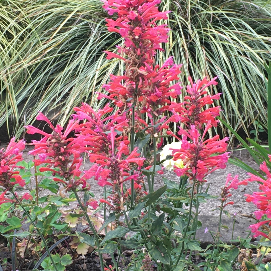 Agastache Kudos Coral in the GardenTags plant encyclopedia Mexican Hyssop Kudos Coral in the GardenTags plant encyclopedia