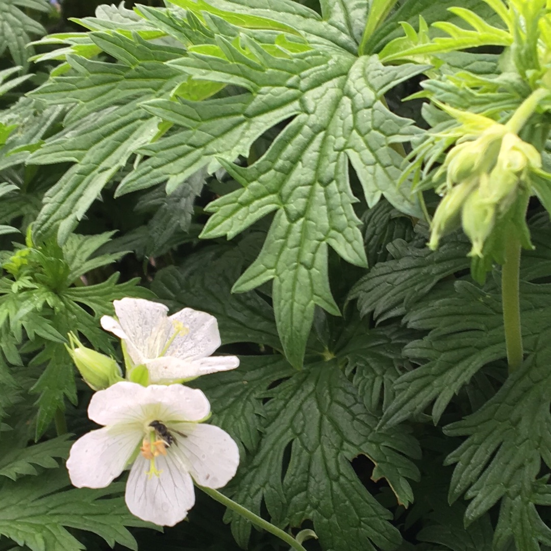 Geranium Richardsonii in the GardenTags plant encyclopedia Wild White Geranium in the GardenTags plant encyclopedia