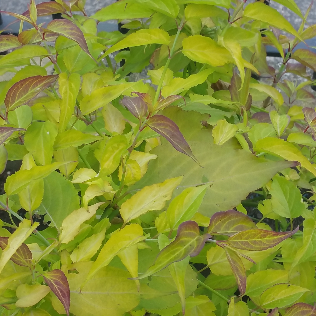 Leycesteria formosa Lydia in the GardenTags plant encyclopedia Himalayan Honeysuckle Lydia in the GardenTags plant encyclopedia