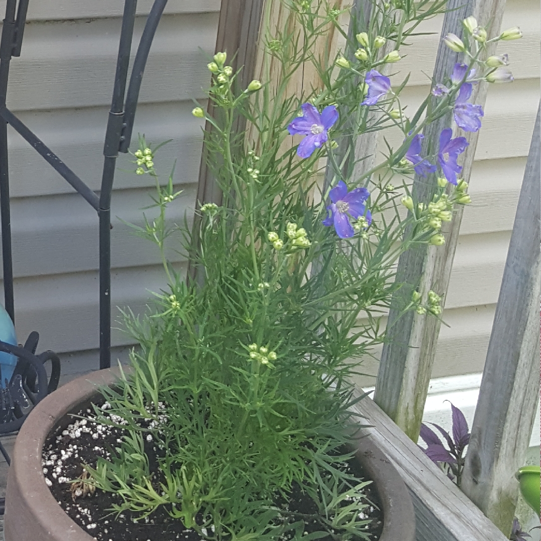 Delphinium grandiflorum Blue Mirror in the GardenTags plant encyclopedia Dwarf Delphinium Blue Mirror in the GardenTags plant encyclopedia