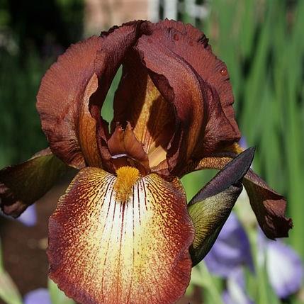 Iris x germanica Kent Pride in the GardenTags plant encyclopedia Bearded Iris Kent Pride (Tall) in the GardenTags plant encyclopedia
