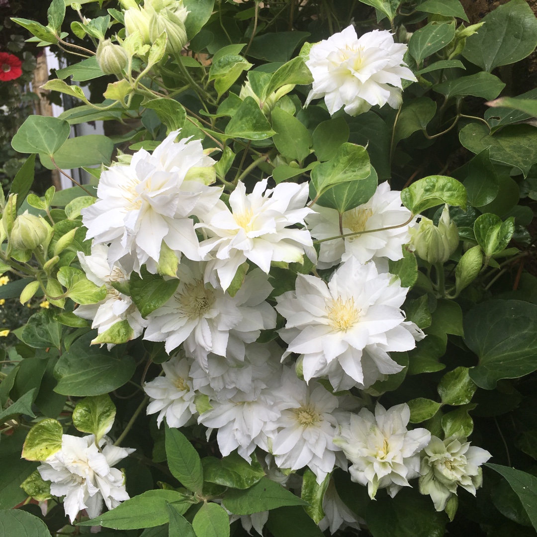 Clematis Arctic Queen in the GardenTags plant encyclopedia Clematis Arctic Queen in the GardenTags plant encyclopedia