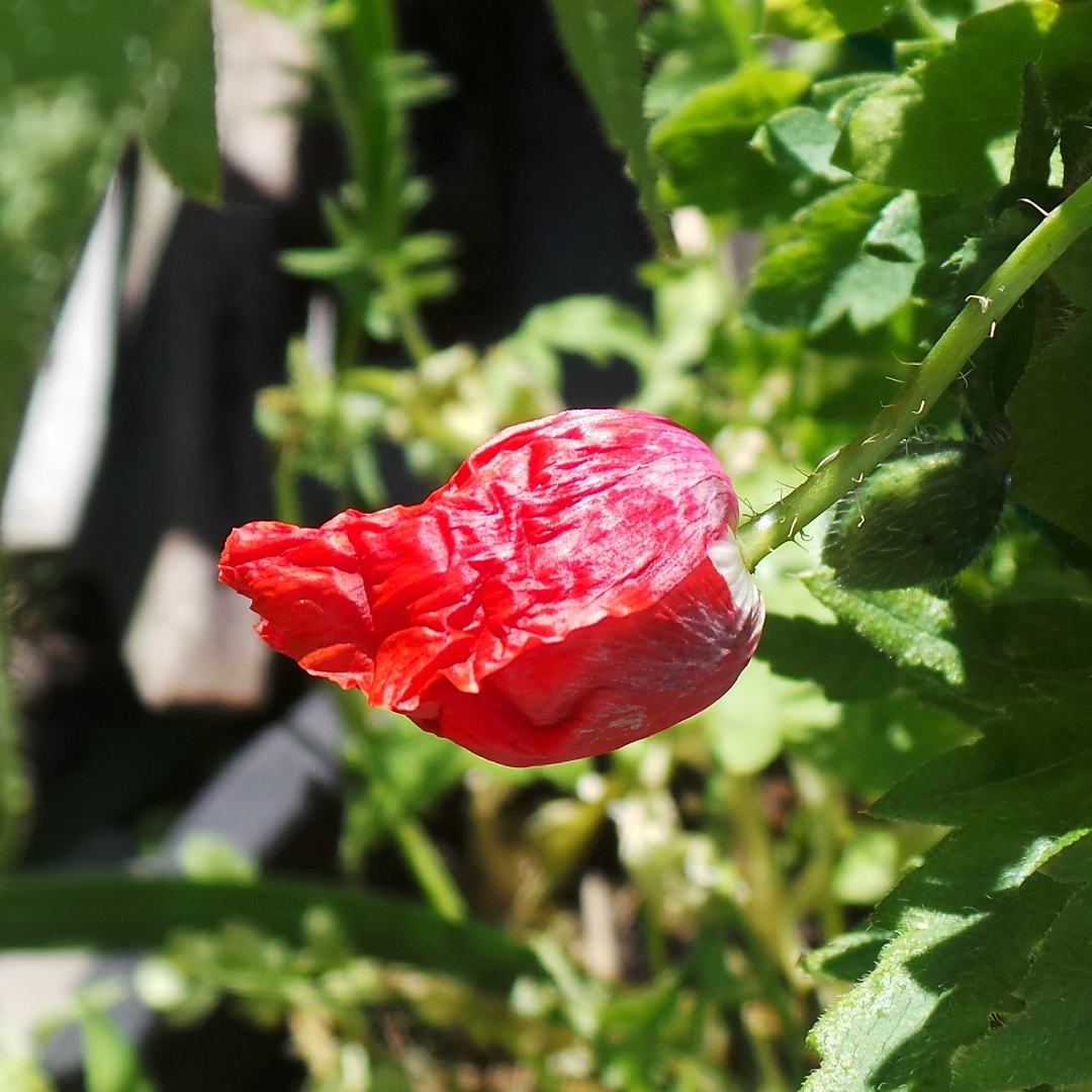 Papaver radicatum in the GardenTags plant encyclopedia Arctic Poppy in the GardenTags plant encyclopedia