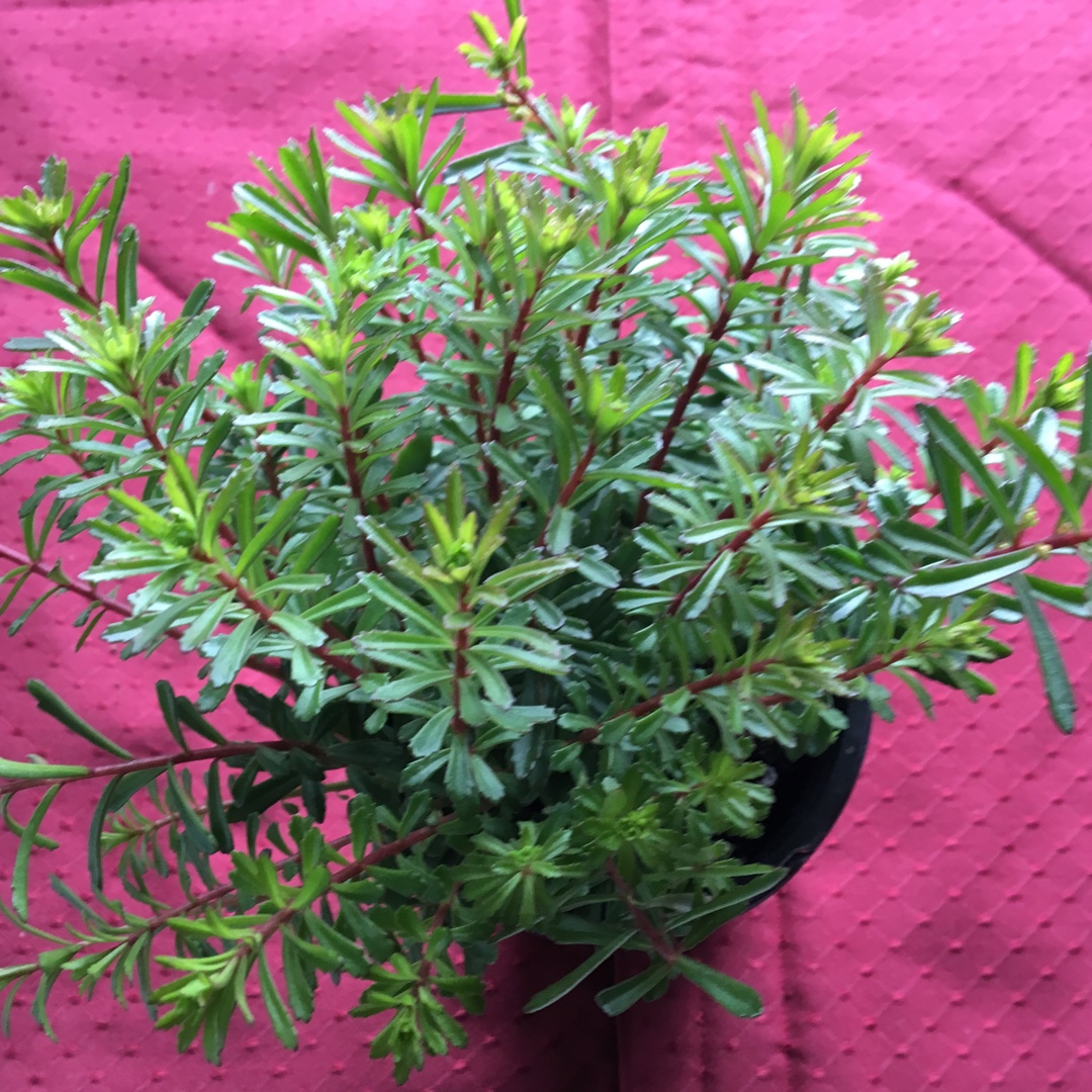 Sedum middendorffianum Striatum in the GardenTags plant encyclopedia Golden Stonecrop in the GardenTags plant encyclopedia