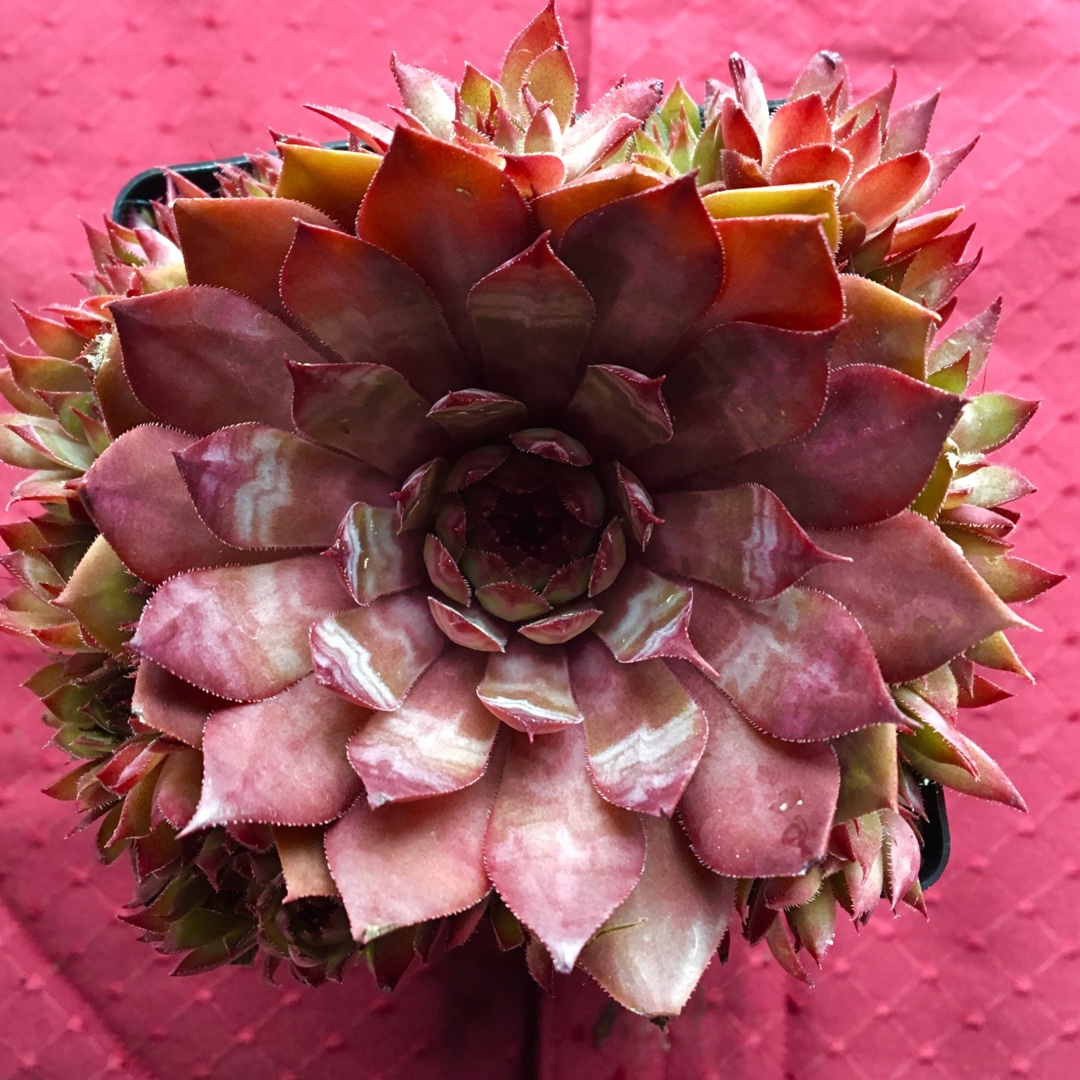 Sempervivum Saturn in the GardenTags plant encyclopedia Sempervivum Saturn in the GardenTags plant encyclopedia
