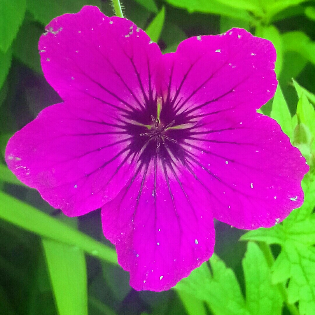 Geranium Red Admiral in the GardenTags plant encyclopedia Cranesbill Red Admiral in the GardenTags plant encyclopedia
