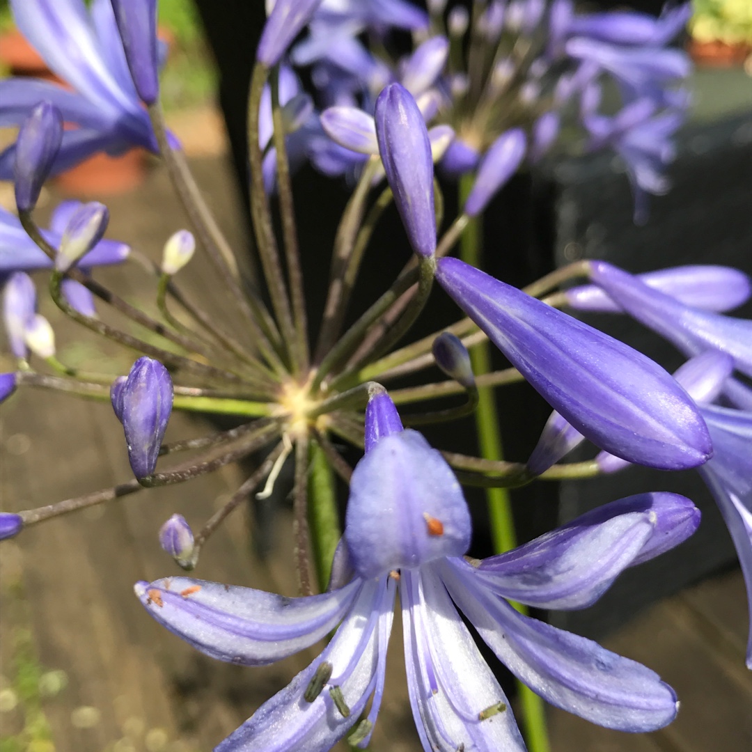 Agapanthus Corag02bl syn. Agapanthus LAmour dEte Blue, Agapanthus Amourette Blue in the GardenTags plant encyclopedia African Lily LAmour dEte Bleu in the GardenTags plant encyclopedia