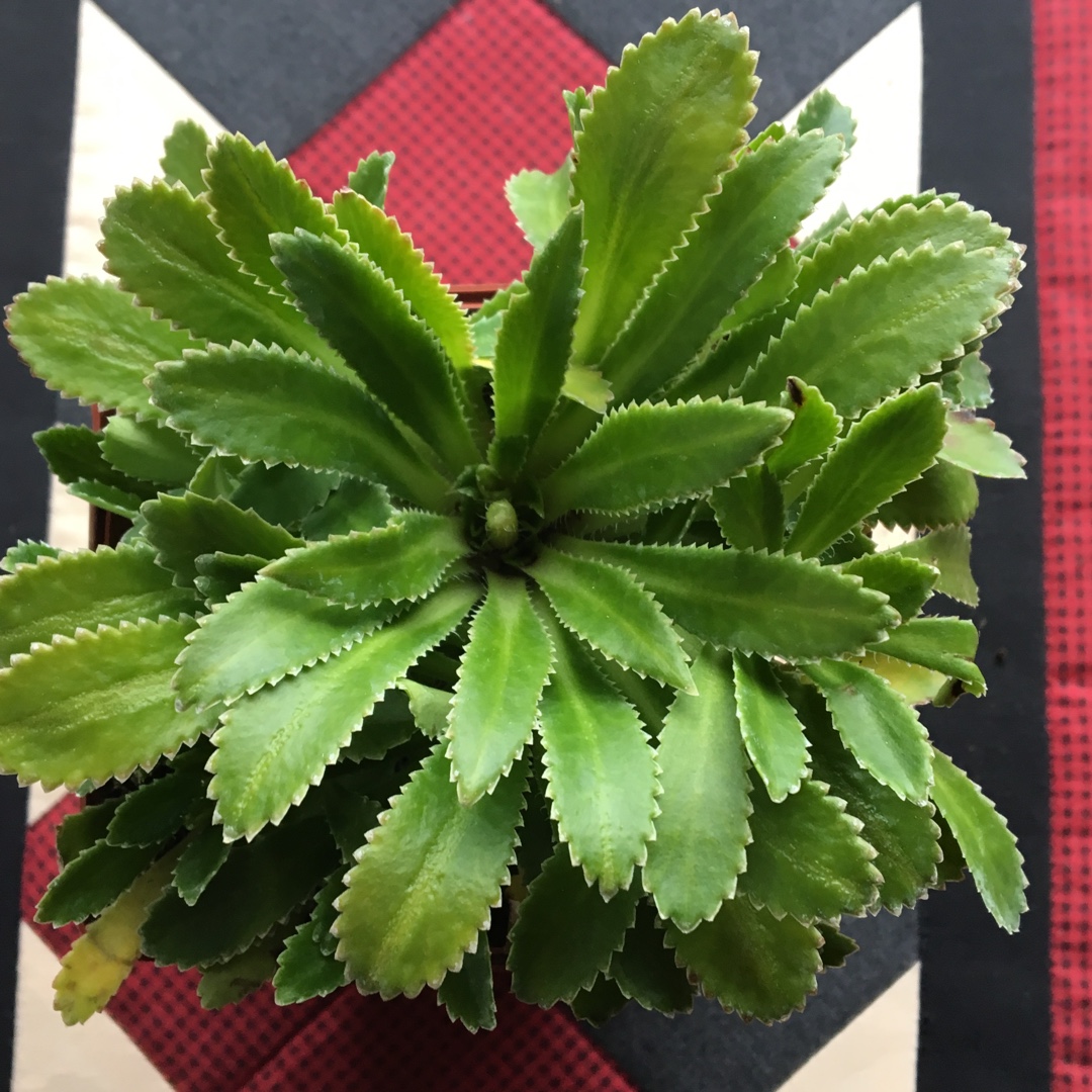Saxifraga x andrewsii in the GardenTags plant encyclopedia Irish Saxifrage in the GardenTags plant encyclopedia