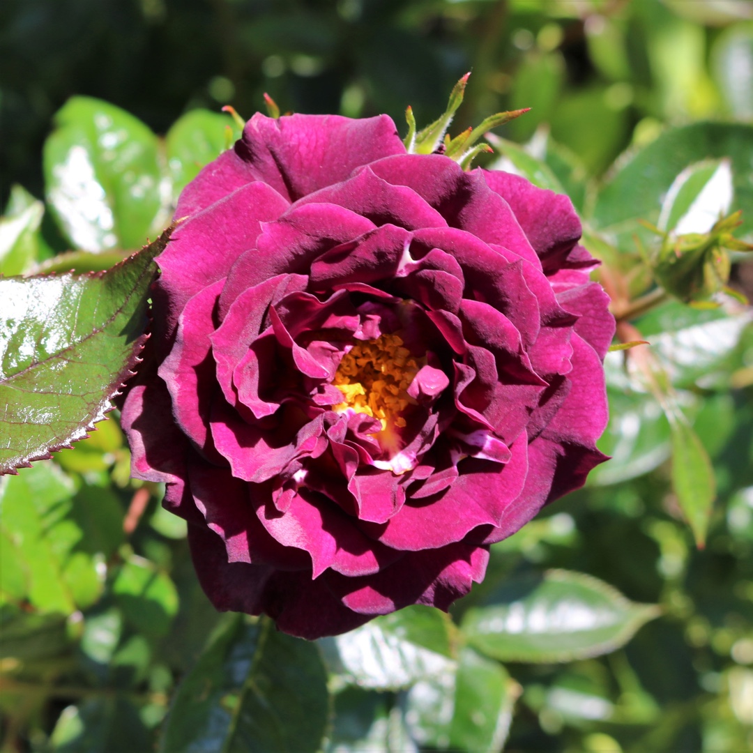 Rosa Wekwibypur syn. Rosa Diamond Eyes in the GardenTags plant encyclopedia Rose Diamond Eyes (Miniature) in the GardenTags plant encyclopedia