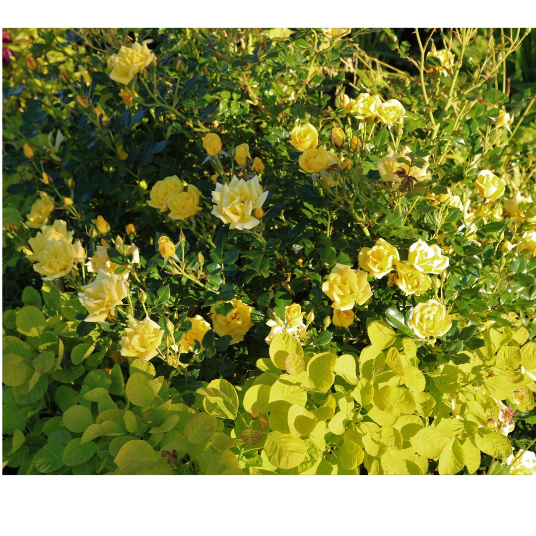 Rosa Showmee Sunshine in the GardenTags plant encyclopedia Rose Showmee Sunshine in the GardenTags plant encyclopedia
