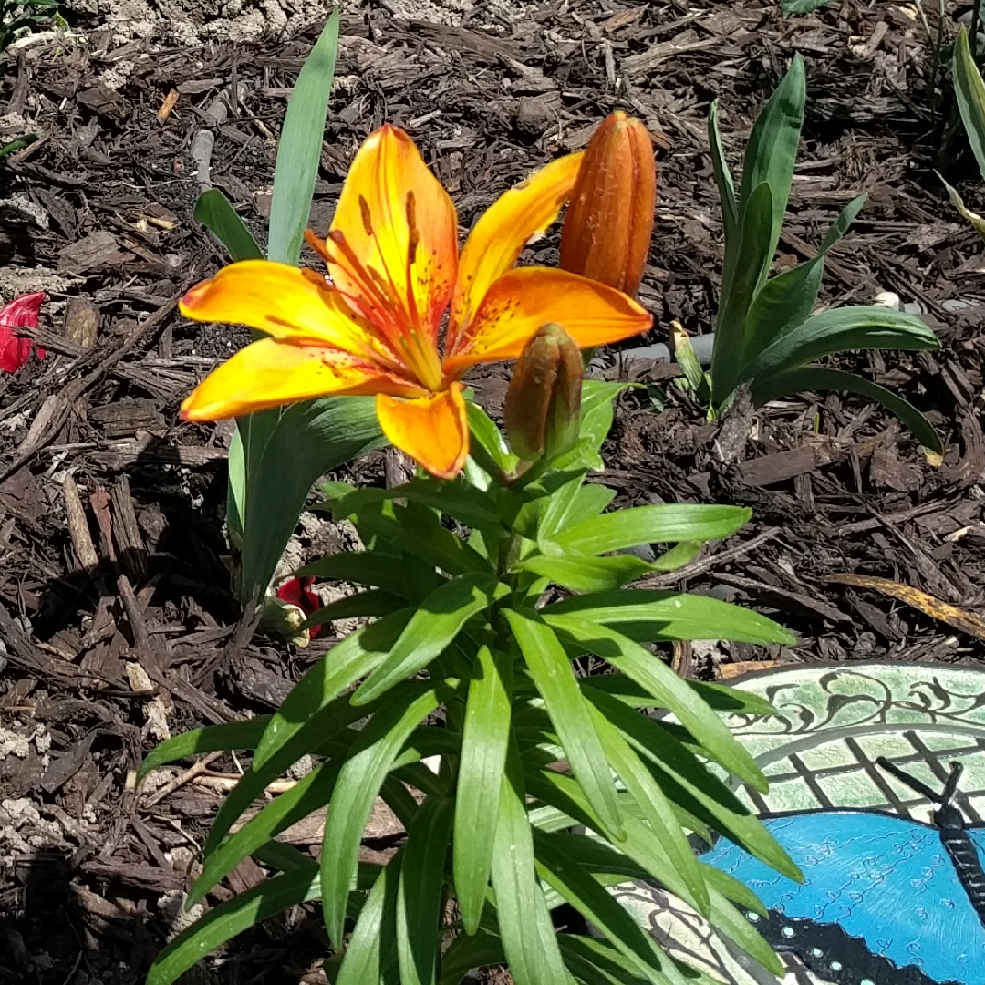Lilium Royal Sunset in the GardenTags plant encyclopedia Lily Royal Sunset (Other) in the GardenTags plant encyclopedia