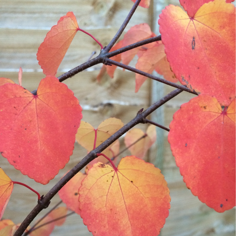 Cercidiphyllum japonicum in the GardenTags plant encyclopedia Katsura tree in the GardenTags plant encyclopedia