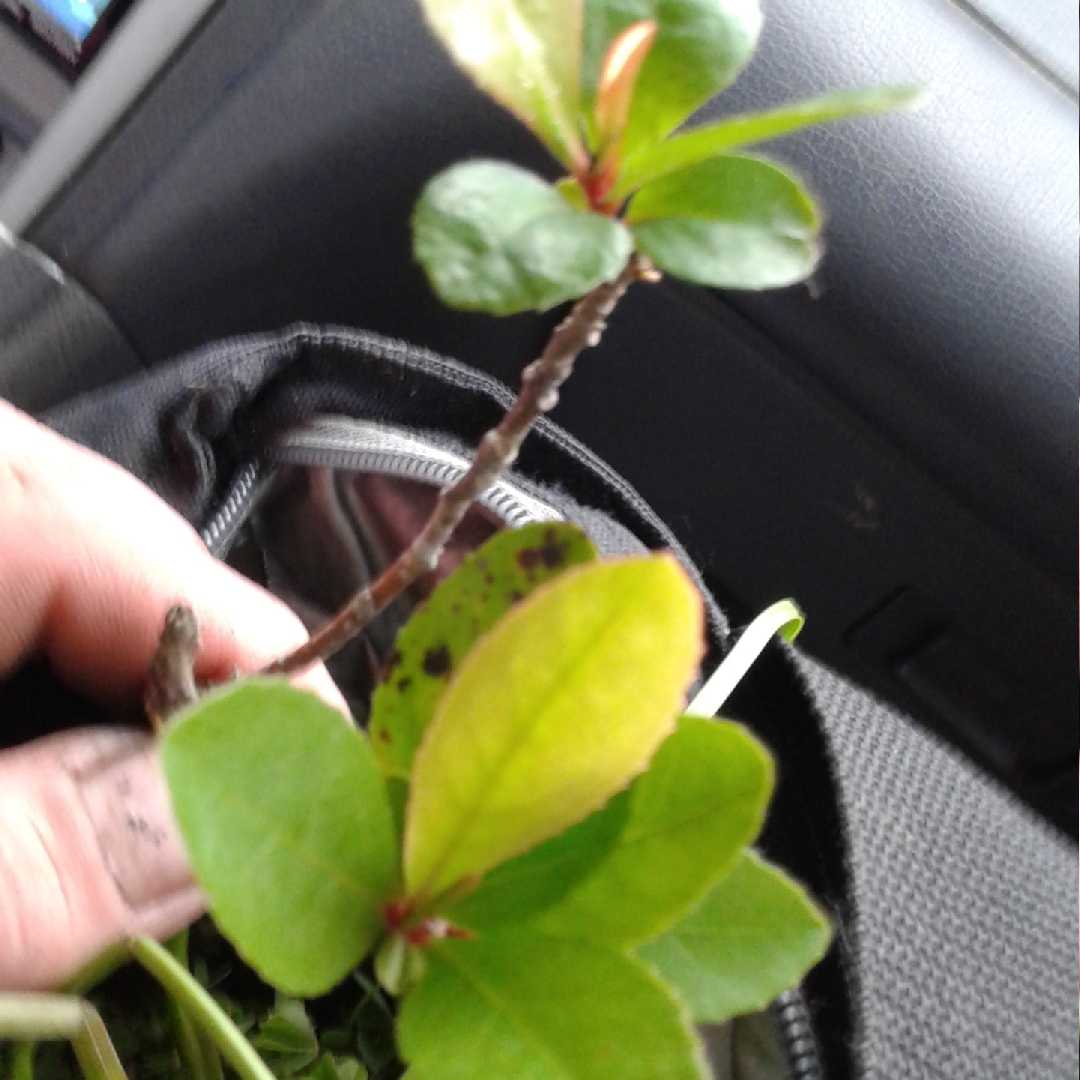 Ilex vomitoria in the GardenTags plant encyclopedia Yaupon Holly in the GardenTags plant encyclopedia