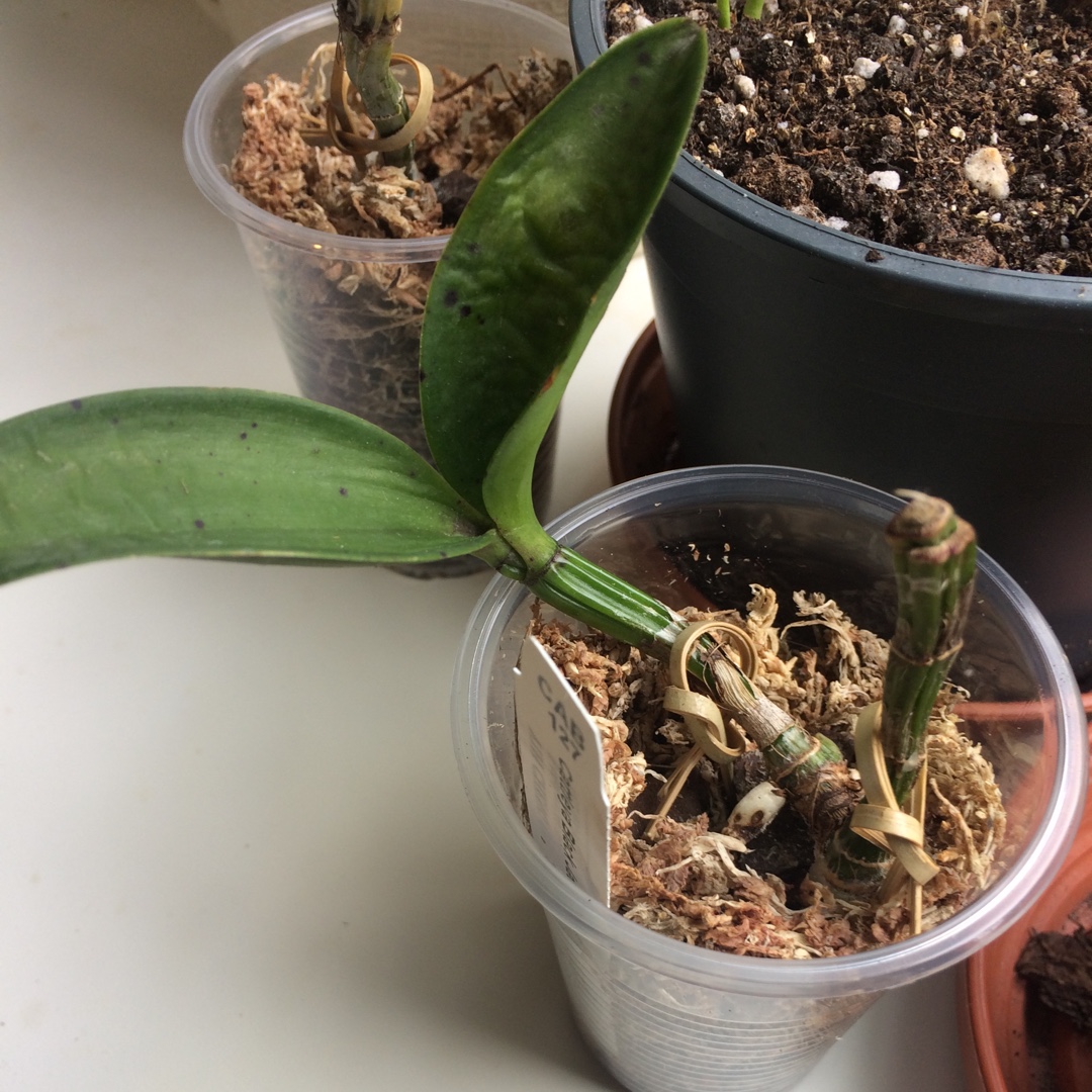 Cattleya Black Jack in the GardenTags plant encyclopedia Cattleya Black Jack in the GardenTags plant encyclopedia