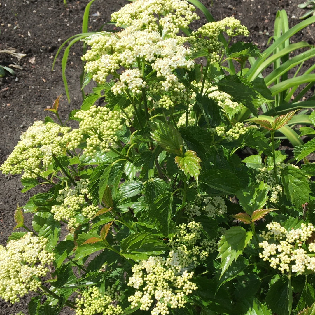 Viburnum dentatum Christom syn. Viburnum dentatum Blue Muffin in the GardenTags plant encyclopedia American Arrowwood Viburnum Blue Muffin in the GardenTags plant encyclopedia