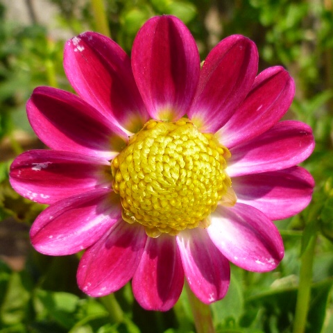 Dahlia Topmix Sweetheart in the GardenTags plant encyclopedia Dahlia Topmix Sweetheart in the GardenTags plant encyclopedia