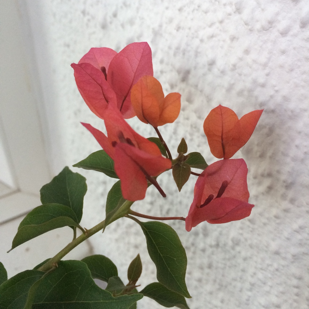 Bougainvillea Tropical Bouquet in the GardenTags plant encyclopedia Bougainvillea Tropical Bouquet in the GardenTags plant encyclopedia