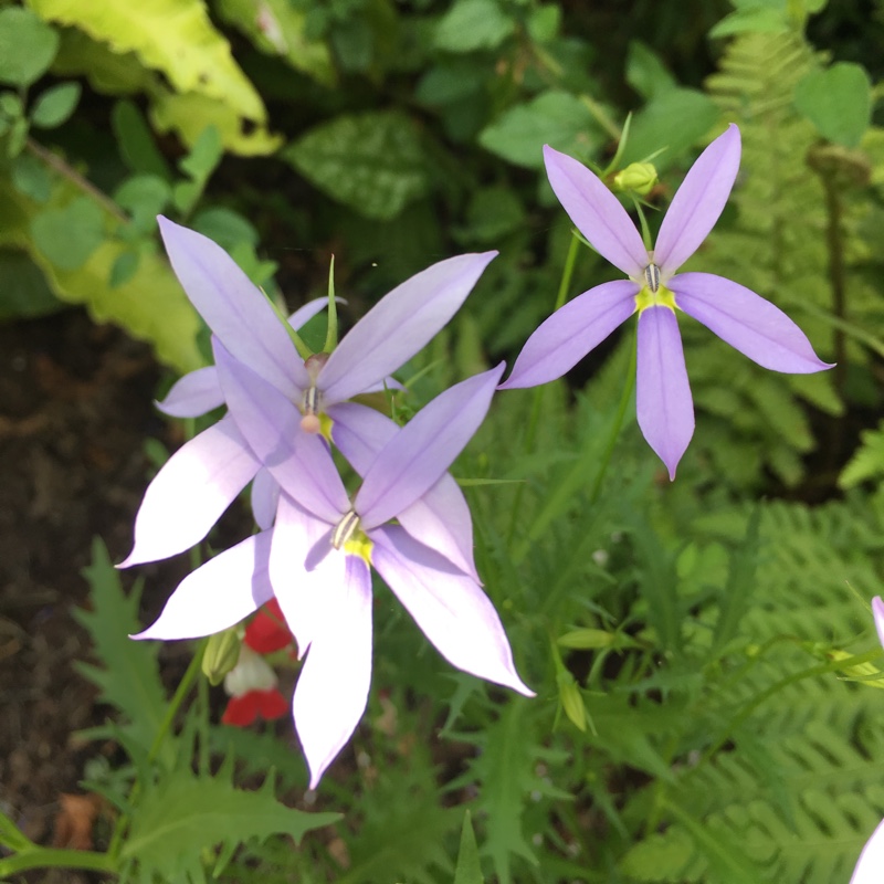 Isotoma Avant Garde Mixed (Mix) syn. Laurentia in the GardenTags plant encyclopedia Blue Star Creeper Avant Garde Mixed (Mix) in the GardenTags plant encyclopedia