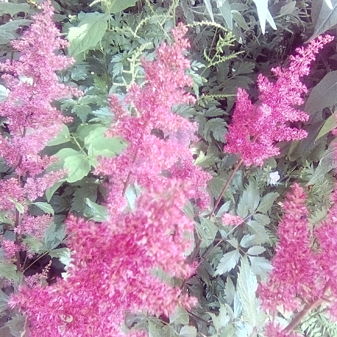 Astilbe simplicifolia Hennie Graafland in the GardenTags plant encyclopedia Dwarf False Goatsbeard Hennie Graafland in the GardenTags plant encyclopedia