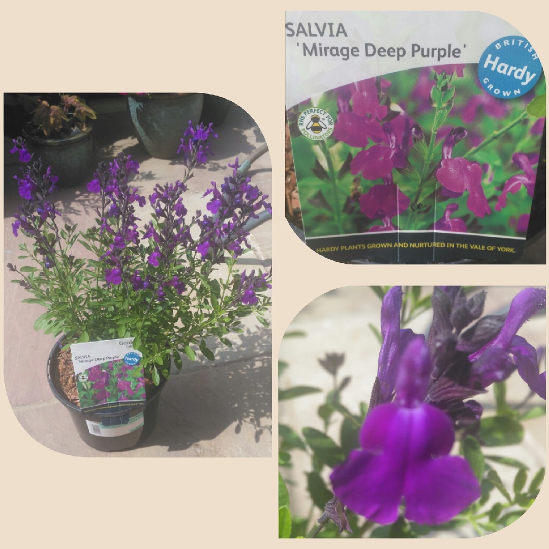 Salvia greggii Mirage™ Deep Purple in the GardenTags plant encyclopedia Salvia Mirage™ Deep Purple in the GardenTags plant encyclopedia