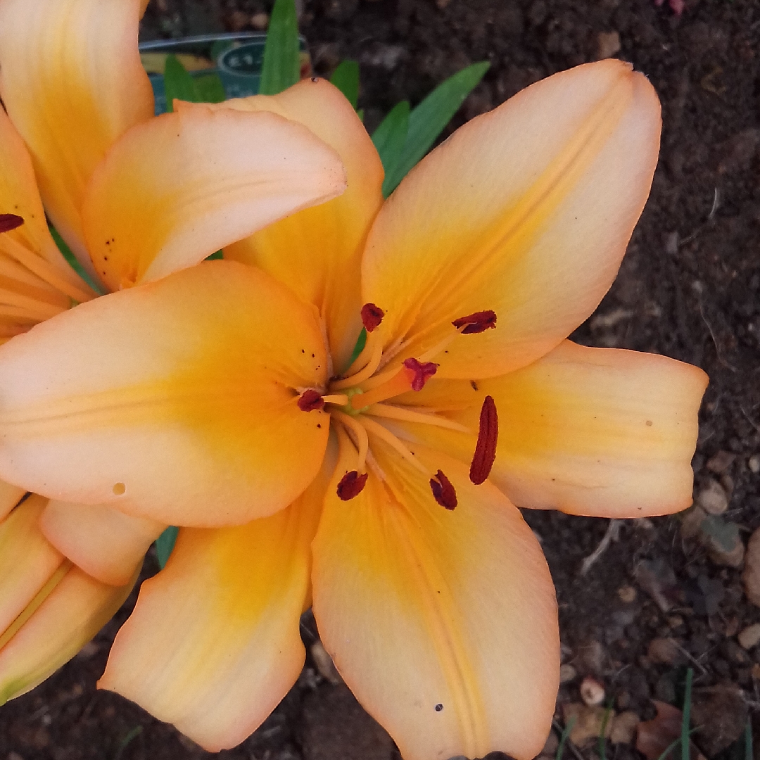 Lilium Honey Joy in the GardenTags plant encyclopedia Lily Honey Joy (Asiatic) in the GardenTags plant encyclopedia