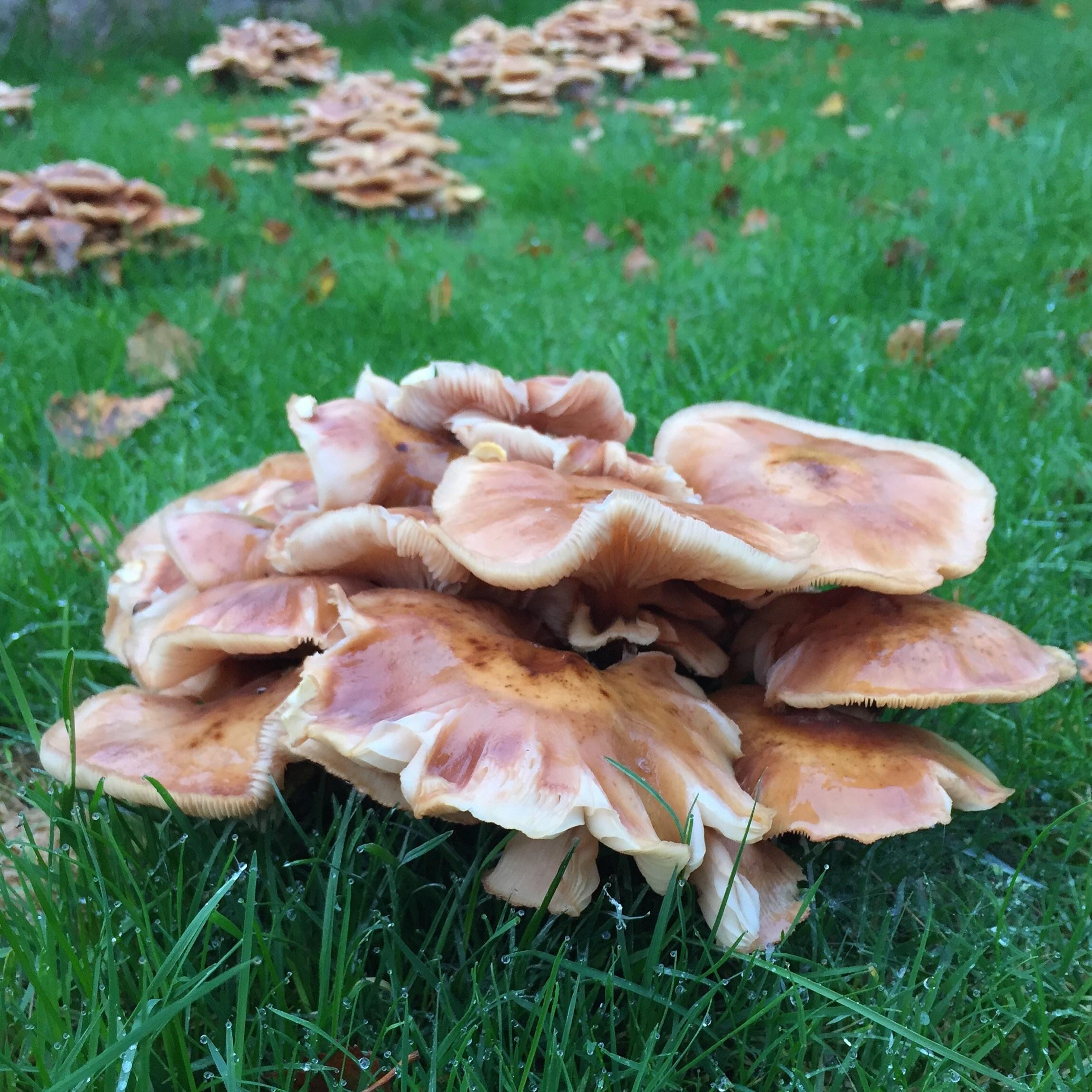 Armillaria mellea in the GardenTags plant encyclopedia Honey Fungus in the GardenTags plant encyclopedia