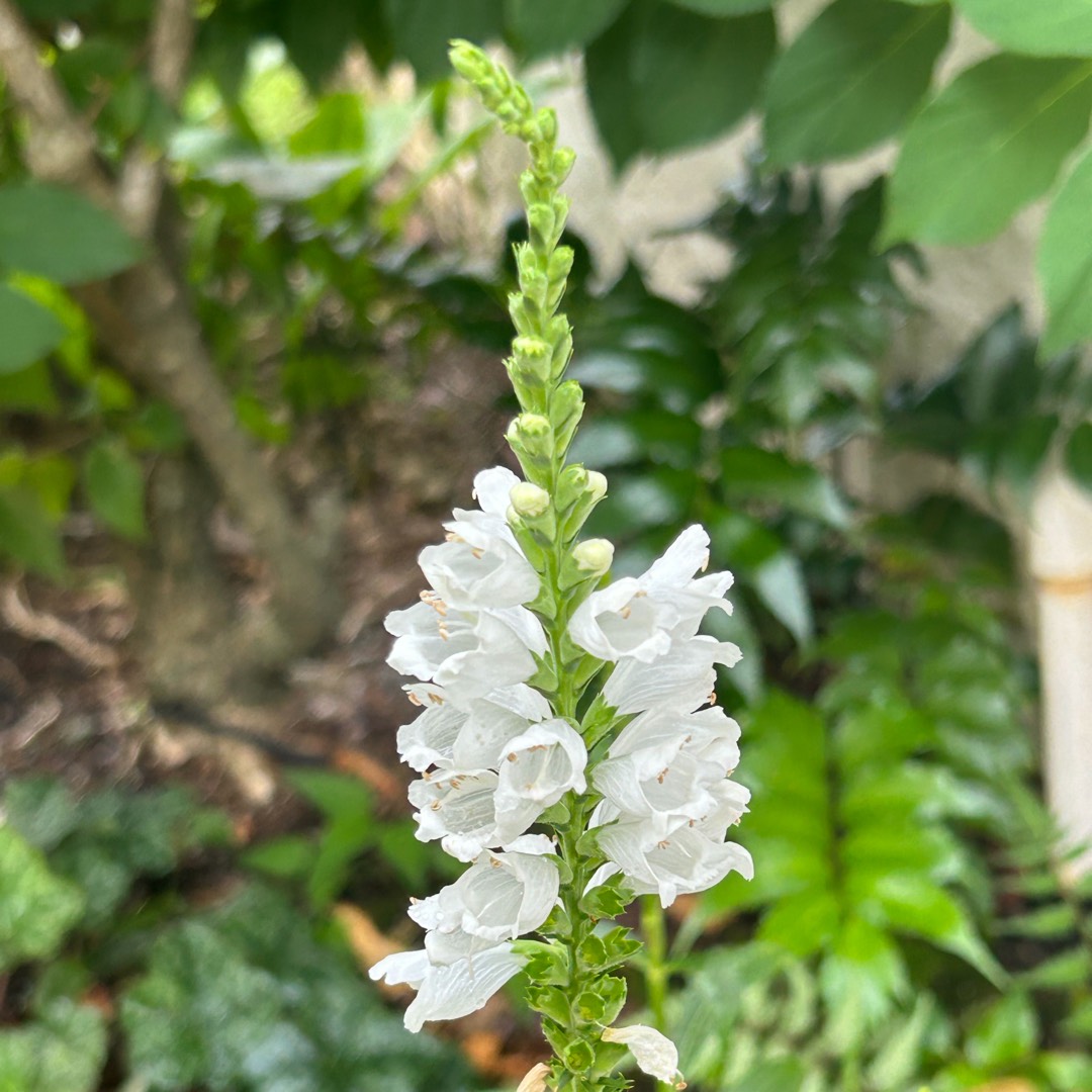 Physostegia virginiana Miss Manners in the GardenTags plant encyclopedia Obedient Plant Miss Manners in the GardenTags plant encyclopedia