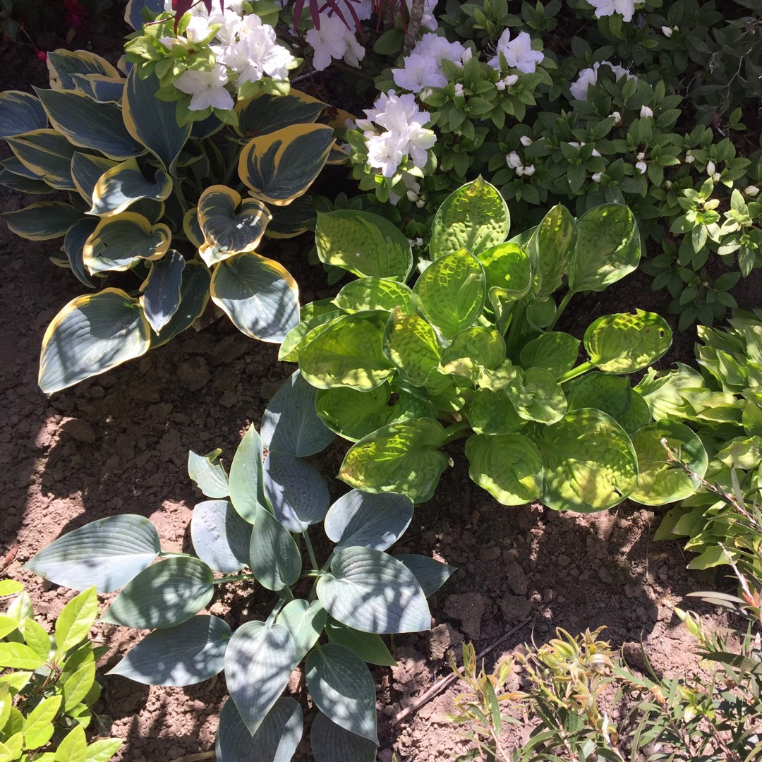 Hosta Rainforest Sunrise in the GardenTags plant encyclopedia Plantain Lily Rainforest Sunrise in the GardenTags plant encyclopedia
