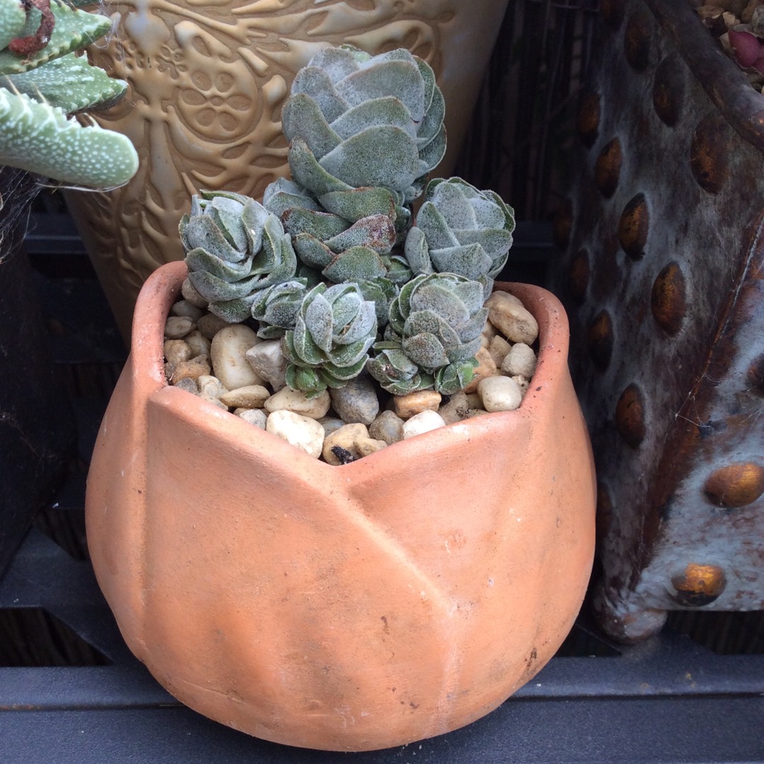 Crassula Ivory Pagoda in the GardenTags plant encyclopedia Crassula Ivory Pagoda in the GardenTags plant encyclopedia
