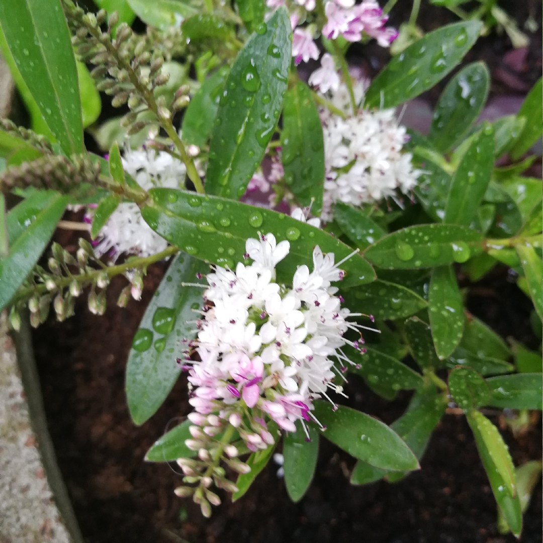 Hebe Nicolas Blush in the GardenTags plant encyclopedia Shrubby Veronica Nicolas Blush in the GardenTags plant encyclopedia