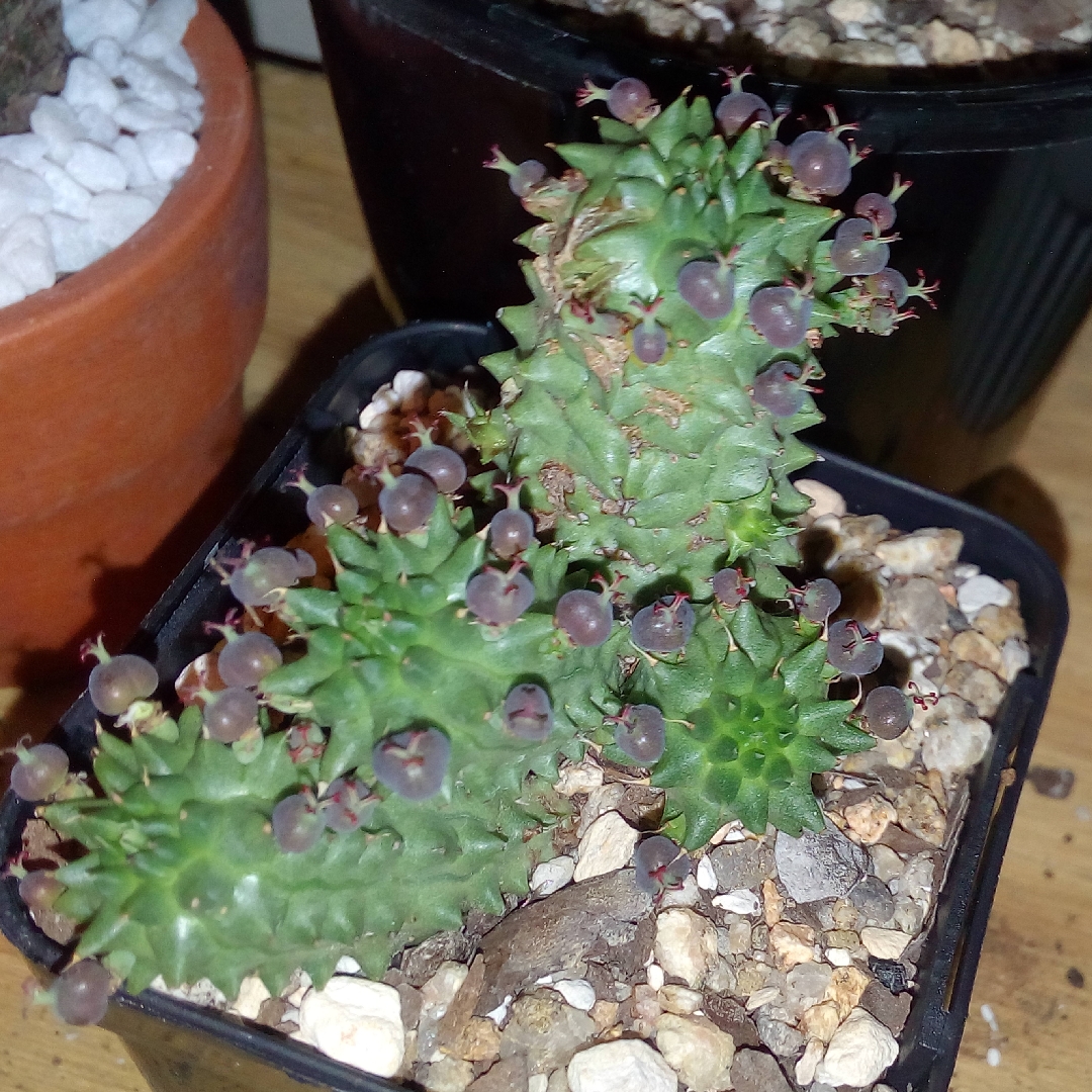 Euphorbia susannae in the GardenTags plant encyclopedia Suzannes Spurge in the GardenTags plant encyclopedia
