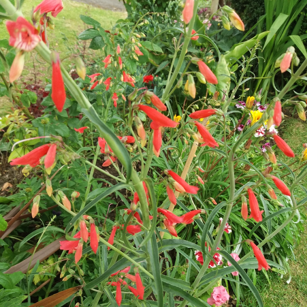 Penstemon barbatus Jingle Bells in the GardenTags plant encyclopedia Beardtongue Jingle Bells in the GardenTags plant encyclopedia