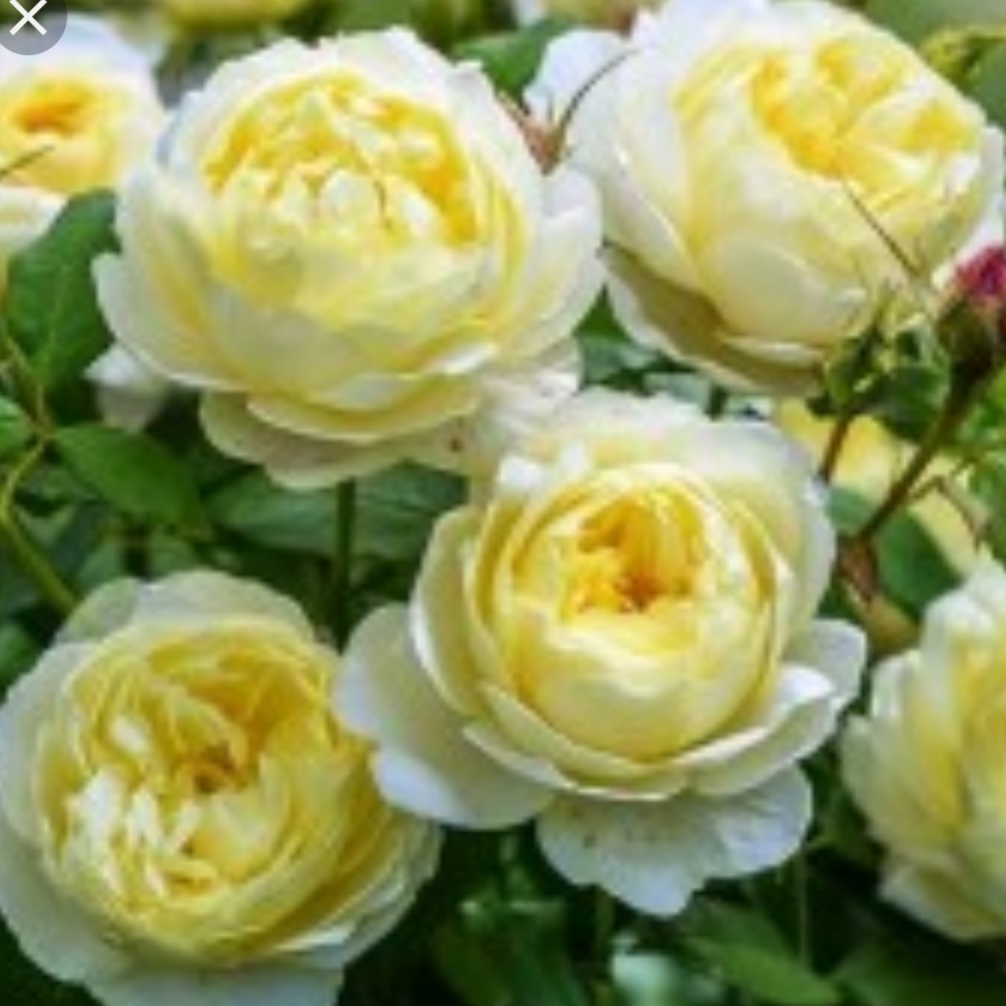 Rosa Auseasel syn. Rosa Vanessa Bell in the GardenTags plant encyclopedia Rose Vanessa Bell (Shrub) in the GardenTags plant encyclopedia
